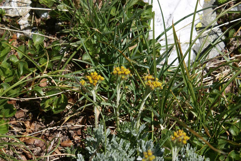 Senecio incanus