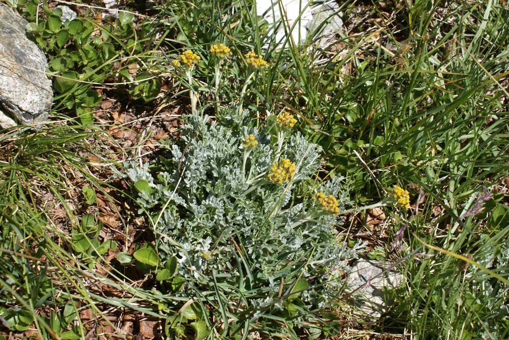 Senecio incanus