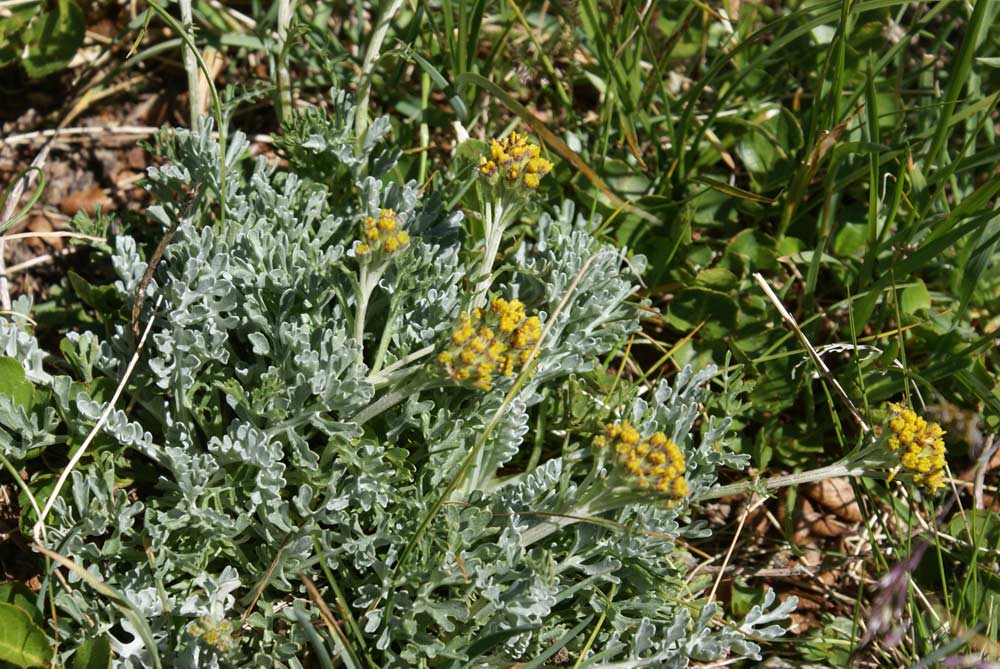 Senecio incanus