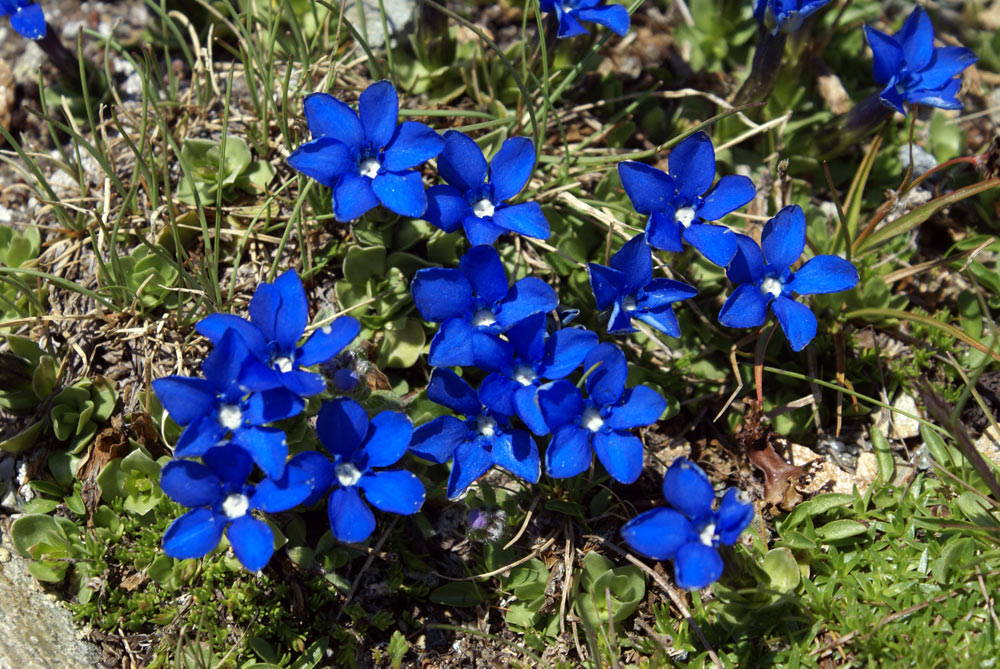 Gentiana Schleicheri, e Gentiana bavarica
