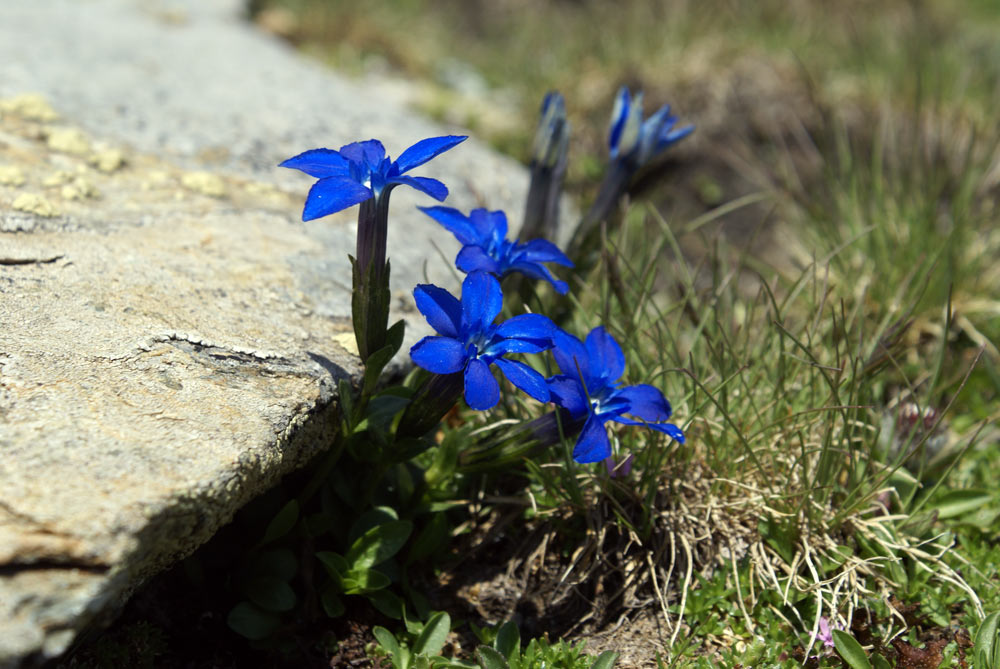 Gentiana Schleicheri, e Gentiana bavarica