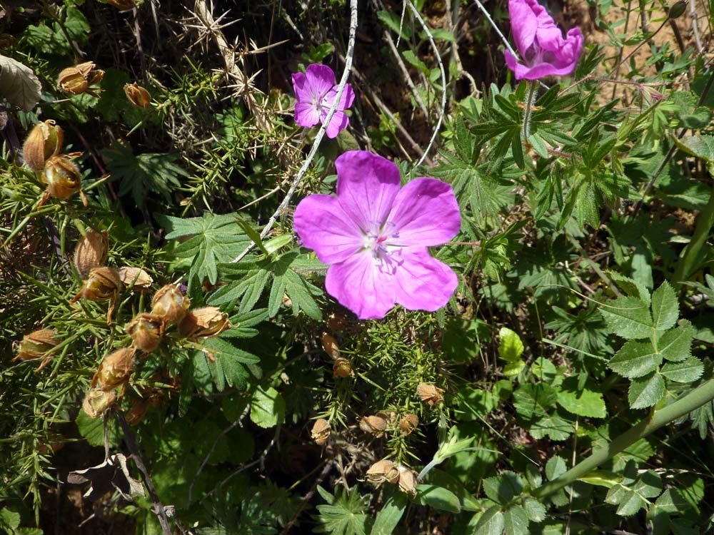 Geranium sanguineum