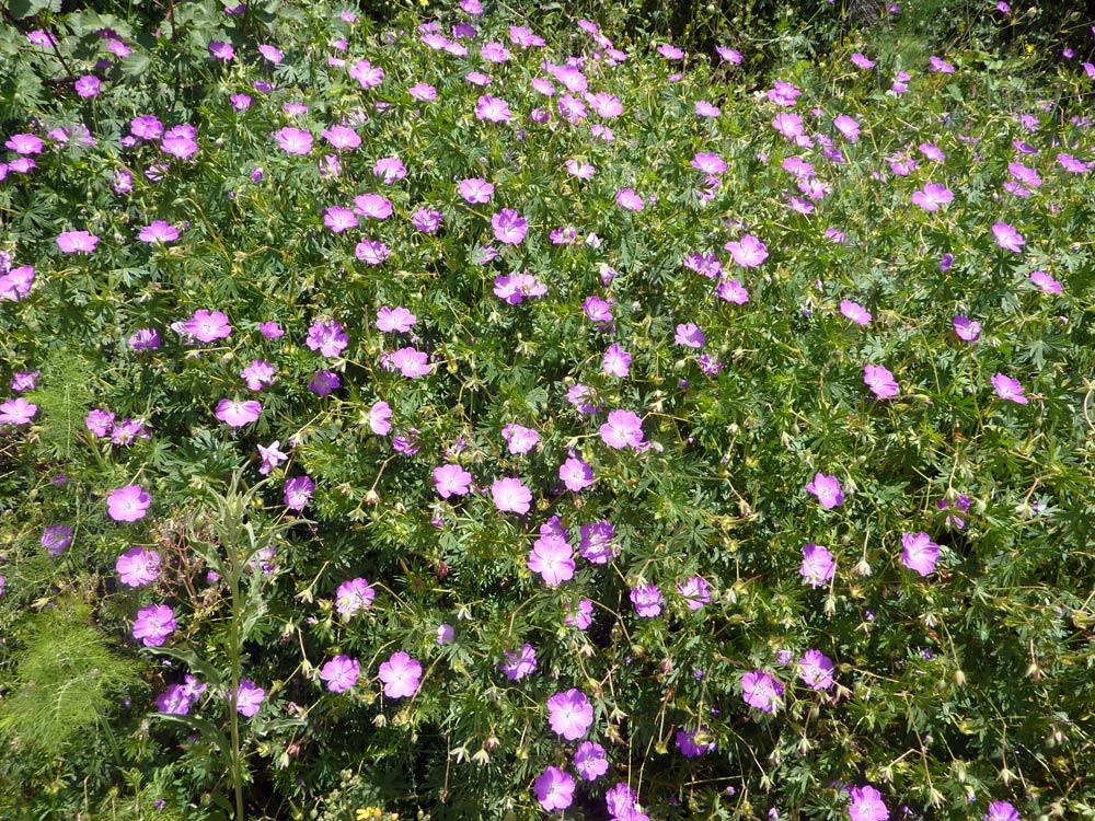 Geranium sanguineum