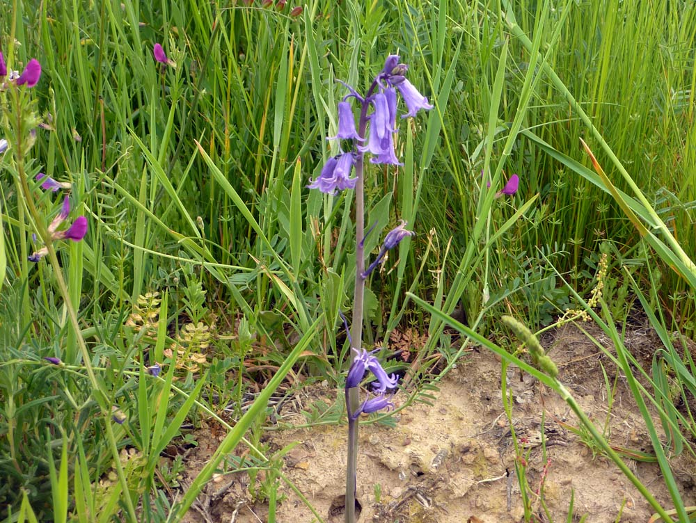 hyacinthoides hispanica