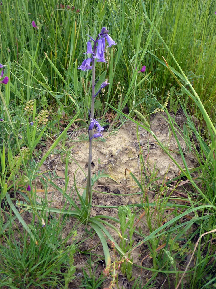 hyacinthoides hispanica