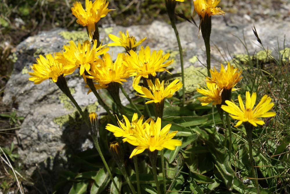 Scorzoneroides montana (=Leontodon montanus) /  Dente di leone montano