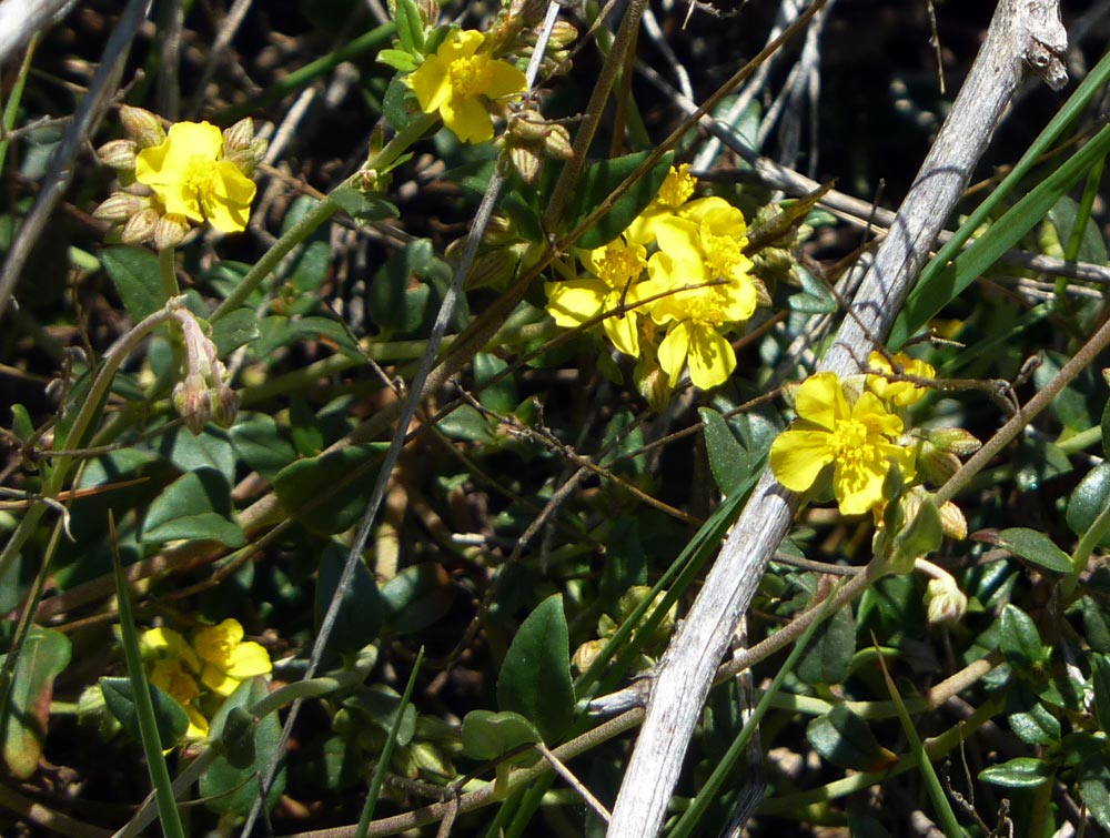 che fiore ? - Helianthemum sp.