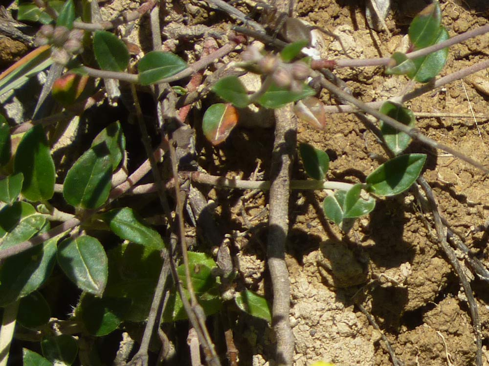 che fiore ? - Helianthemum sp.