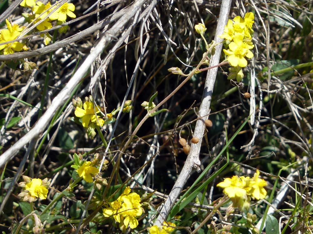 che fiore ? - Helianthemum sp.