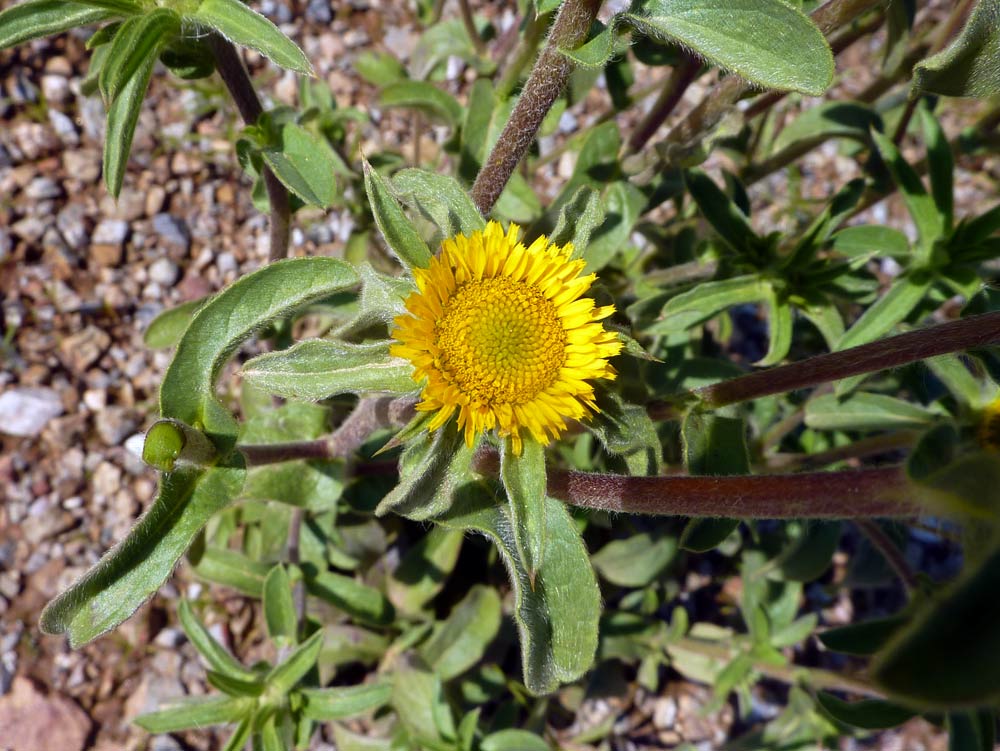 Pallenis spinosa.