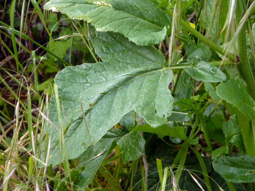 Brassica rapa ?
