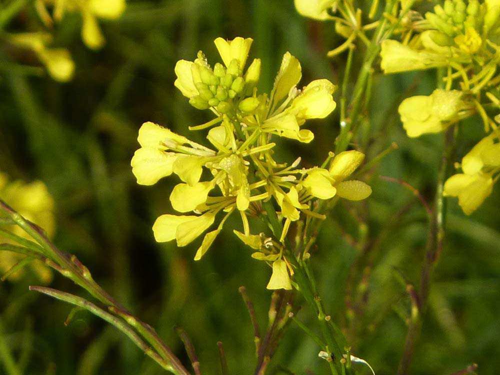 Brassica rapa ?