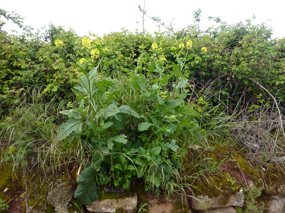 Brassica rapa ?