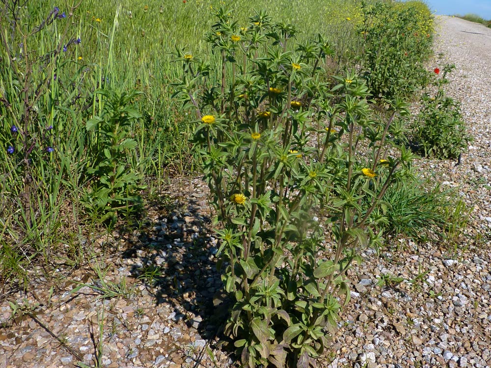 Pallenis spinosa.