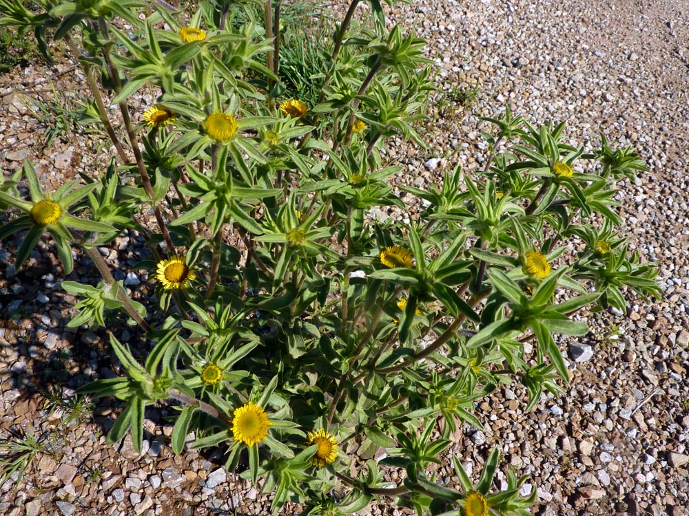 Pallenis spinosa.