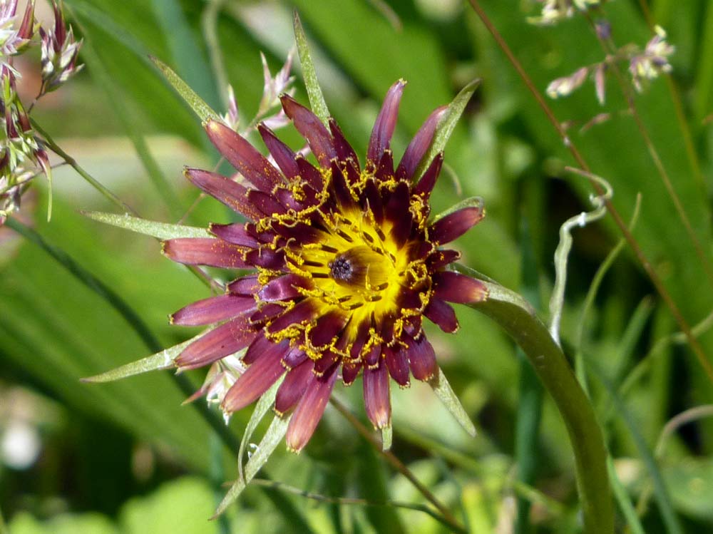 Tagopogon porrifolius?
