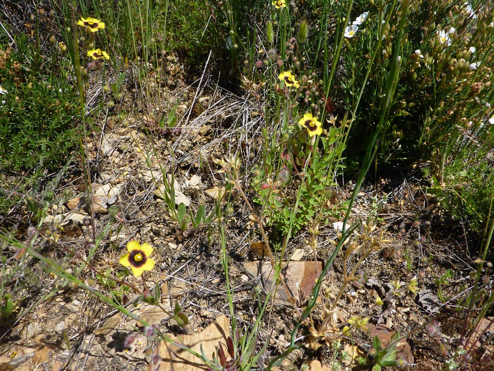 Dalla Meseta (Spagna) Xolantha guttata