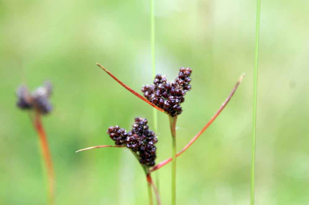 valle Cervo - Luzula sp.