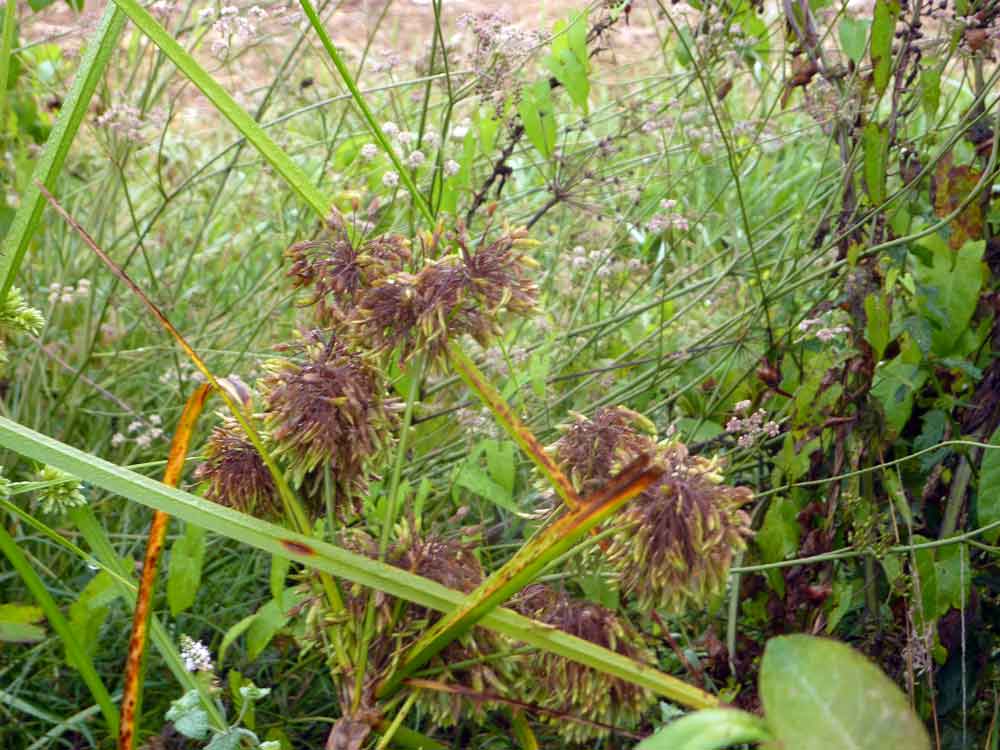Cyperus?