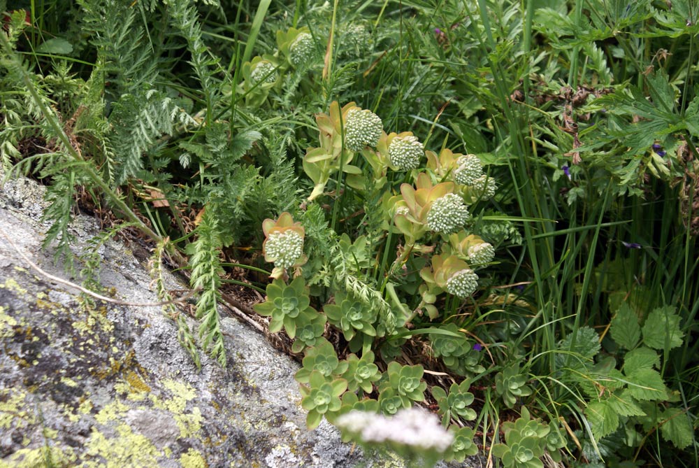 Hylotelephium anacampseros