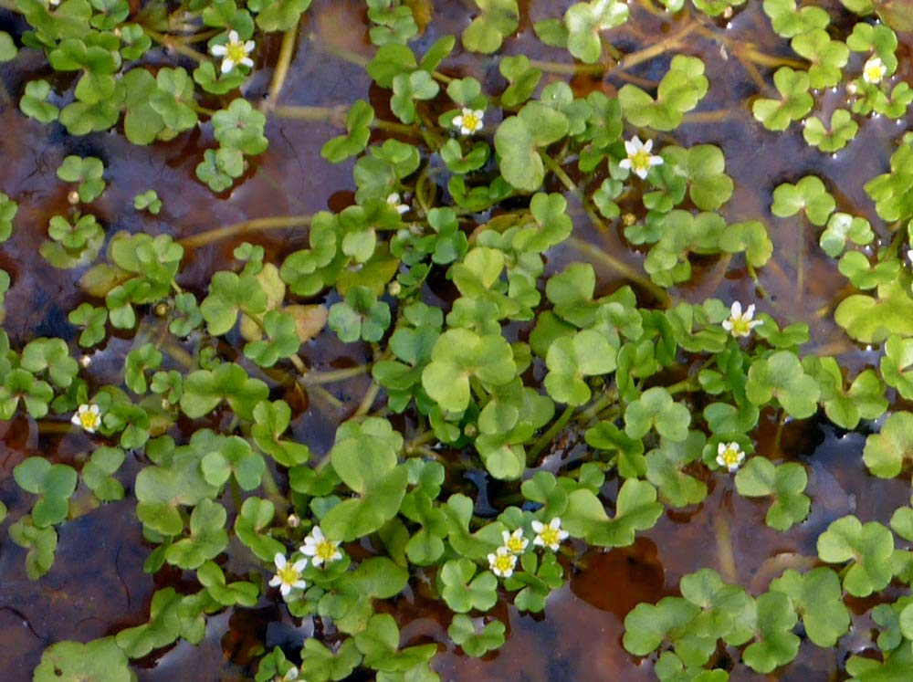 pianta acquatica - Ranunculus cfr. omiophyllus