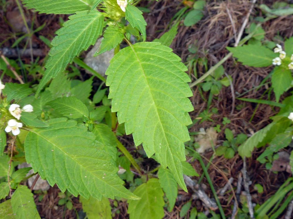 Galeopsis tetrahit / Canapetta comune