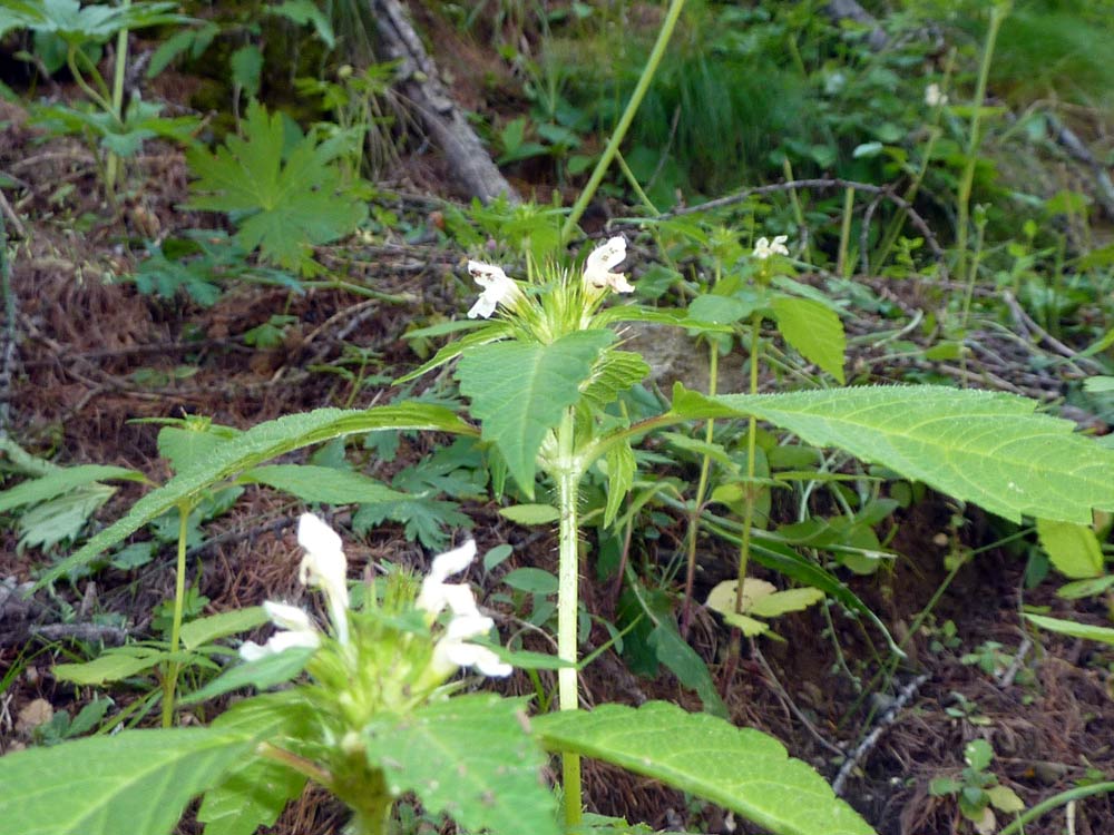 Galeopsis tetrahit / Canapetta comune