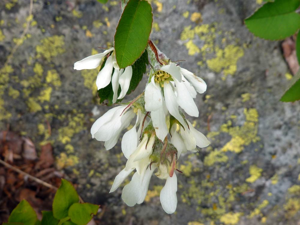 Montagna biellese : Amelanchier ovalis