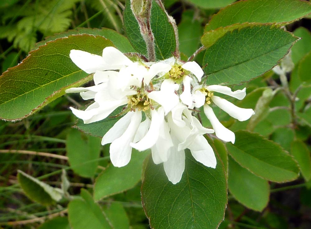 Montagna biellese : Amelanchier ovalis