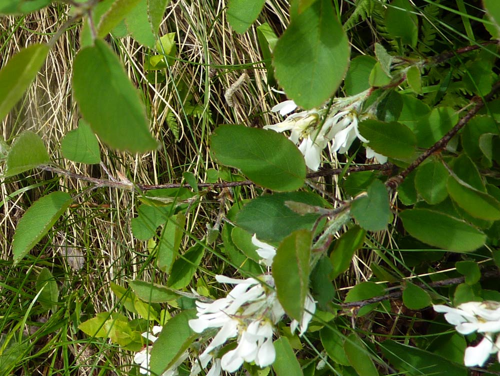 Montagna biellese : Amelanchier ovalis