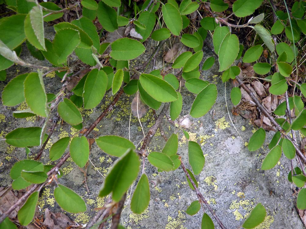 Montagna biellese : Amelanchier ovalis