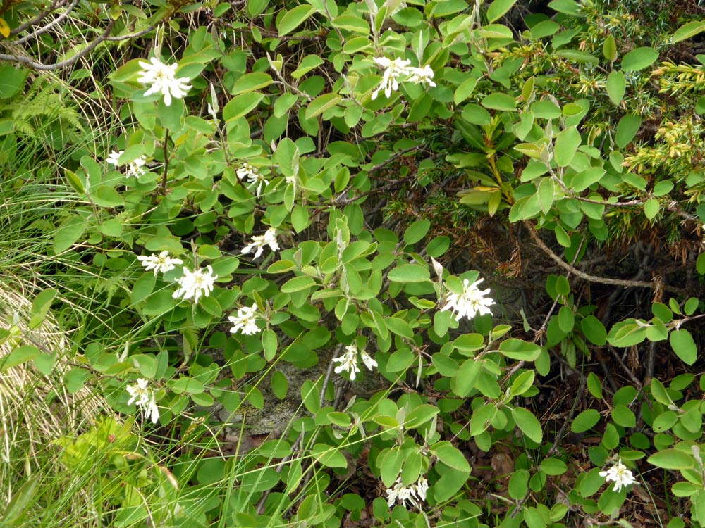 Montagna biellese : Amelanchier ovalis