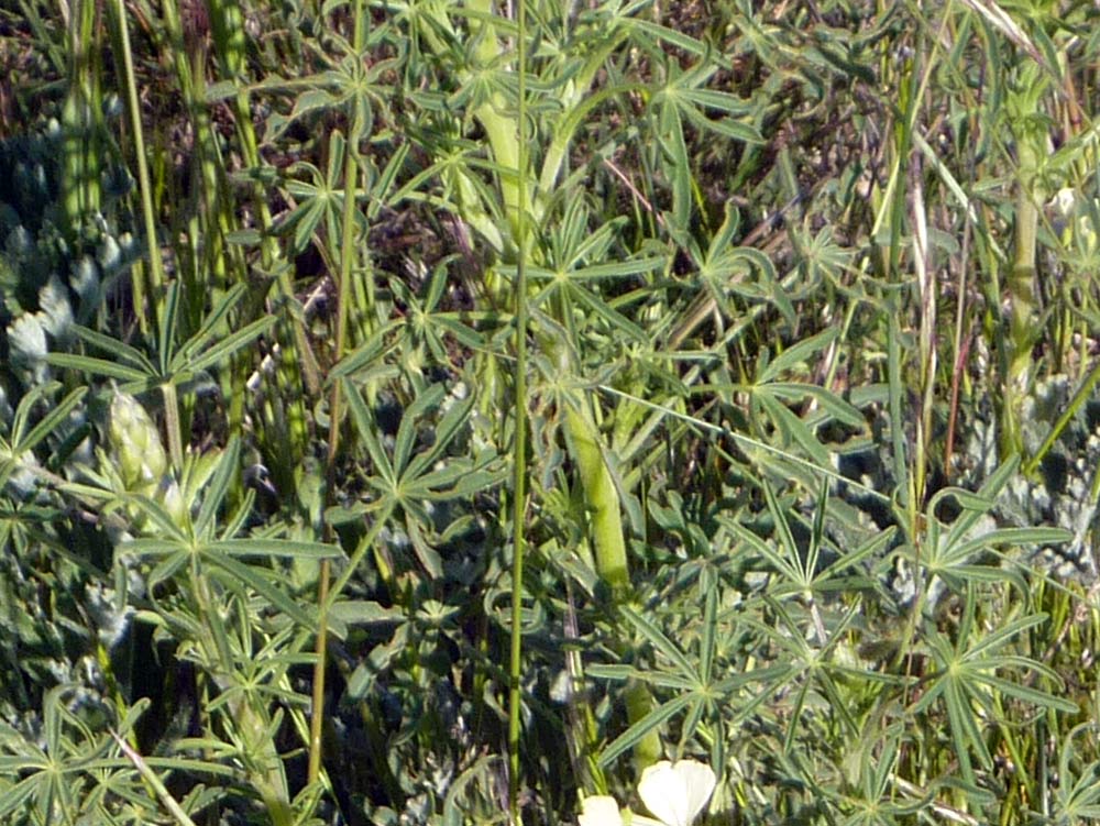 Leguminosa -  Lupinus angustifolius