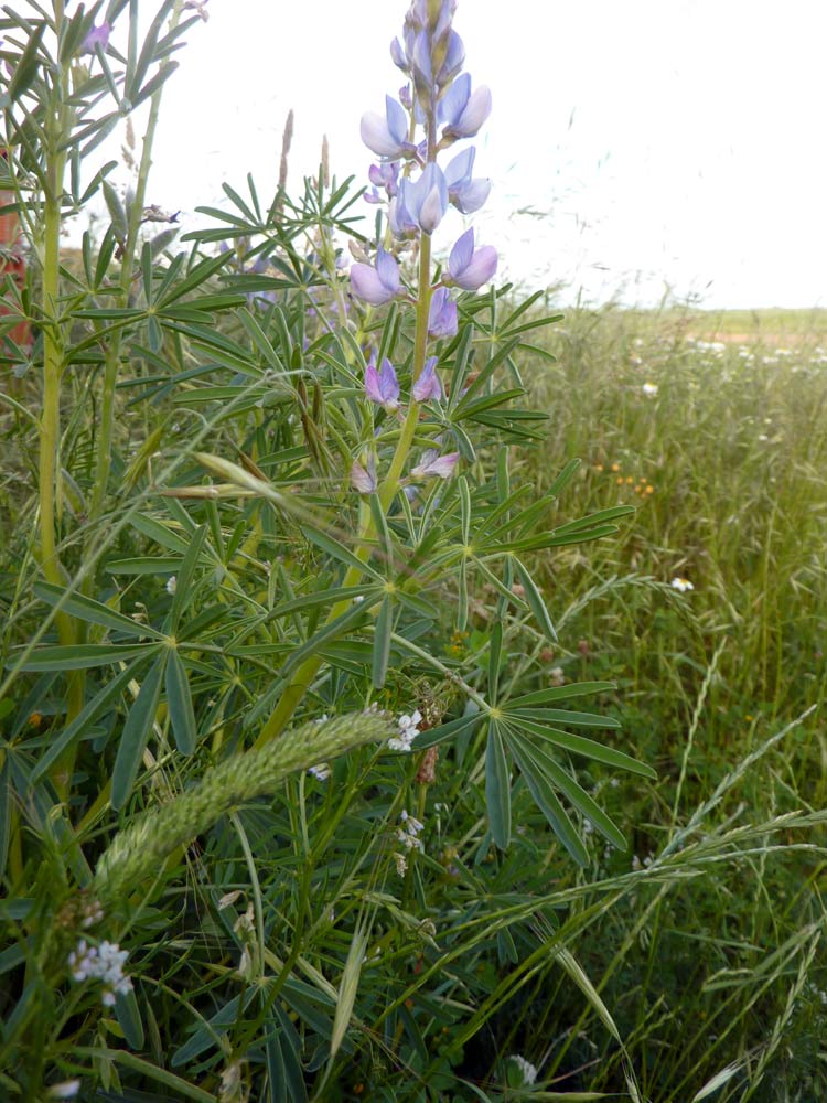 Leguminosa -  Lupinus angustifolius