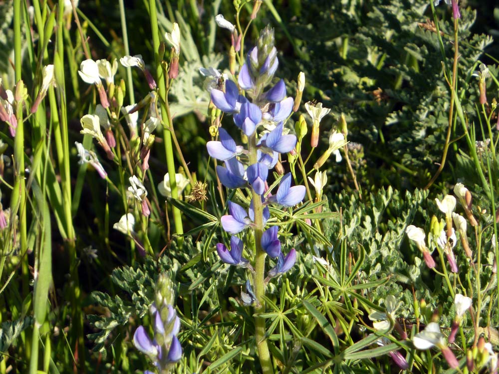 Leguminosa -  Lupinus angustifolius