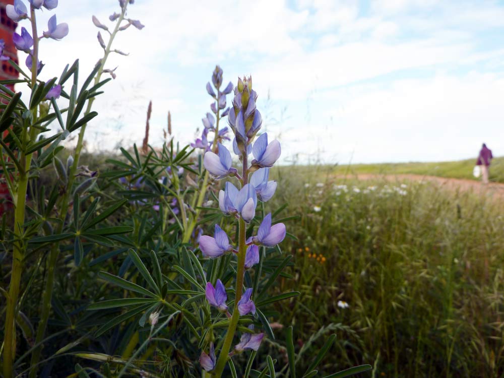 Leguminosa -  Lupinus angustifolius