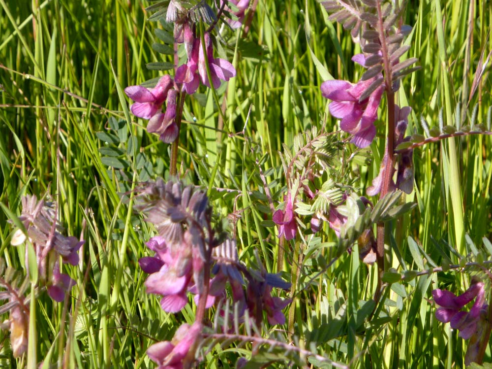 Vicia pannonica