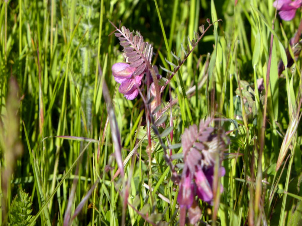 Vicia pannonica