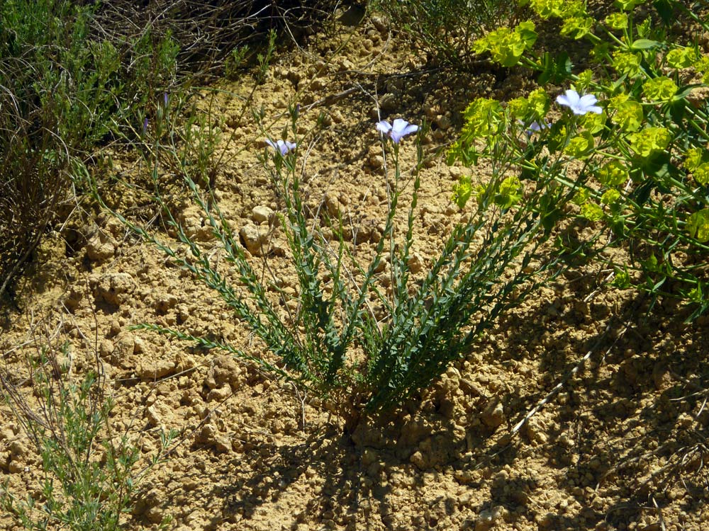 Linum bienne
