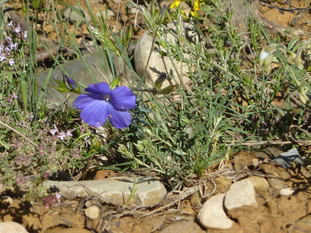 Linum bienne