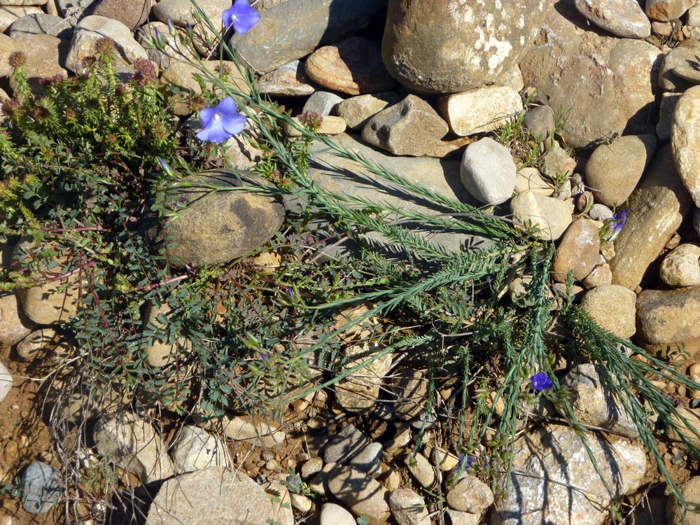 Linum bienne