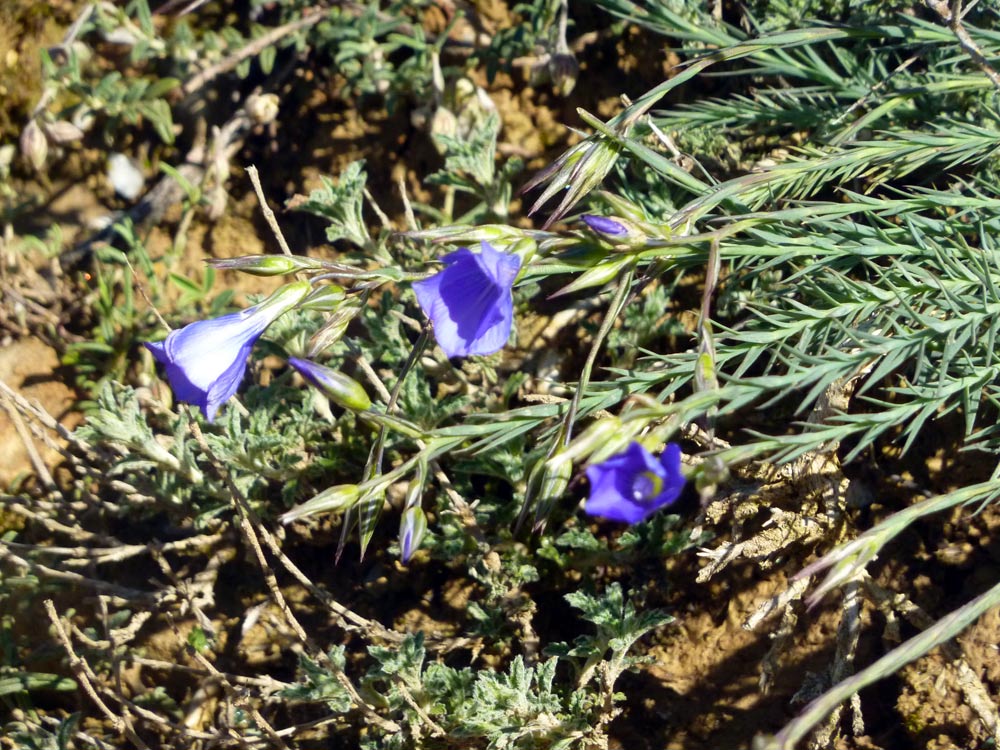Linum bienne