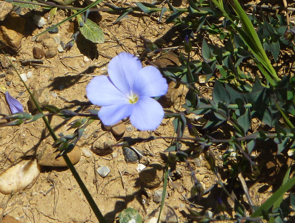 Linum bienne