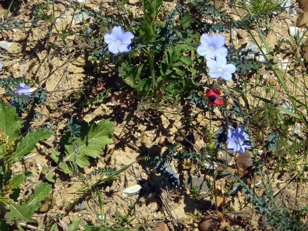 Linum bienne