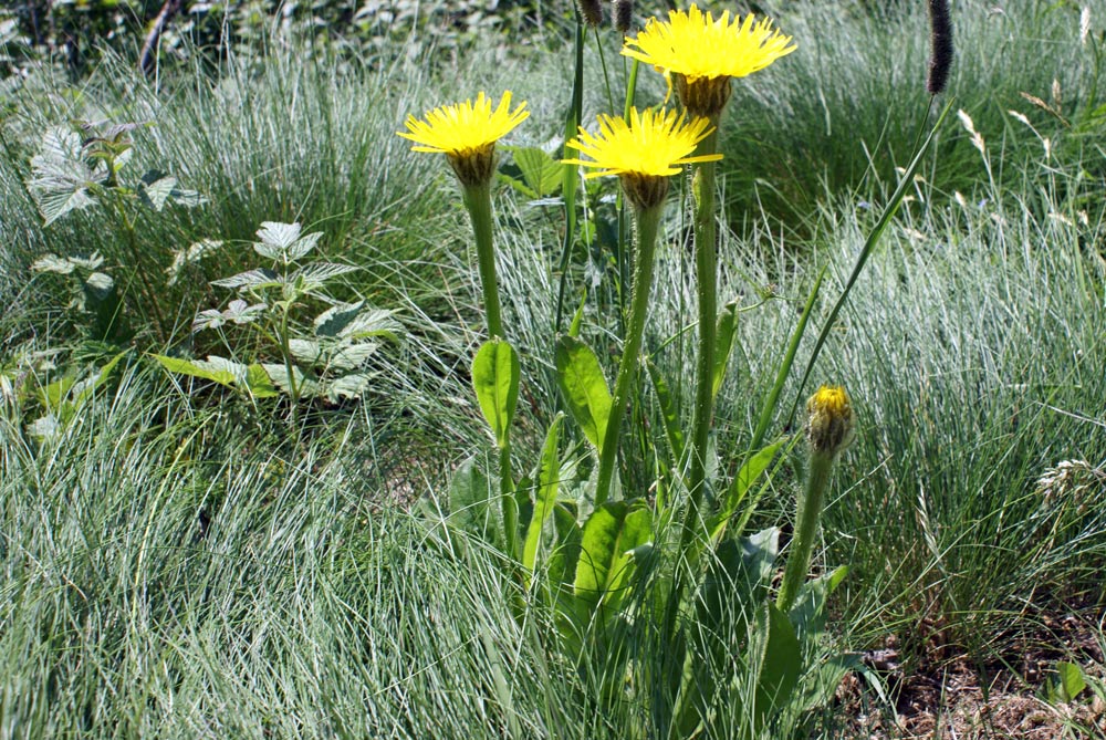 Hypochaeris uniflora