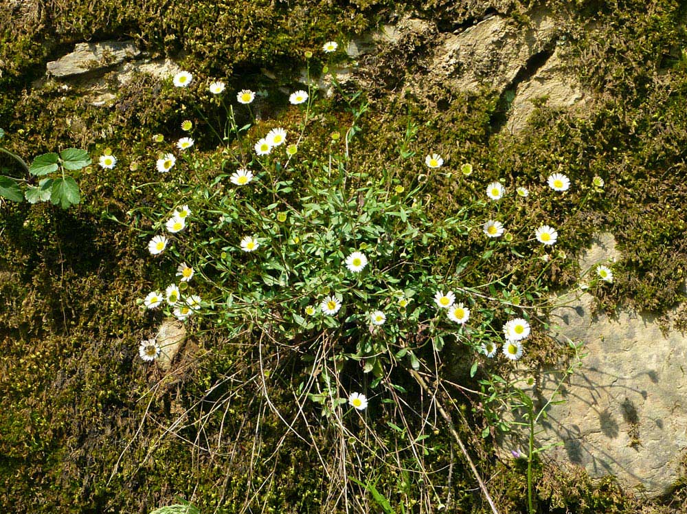 altra 