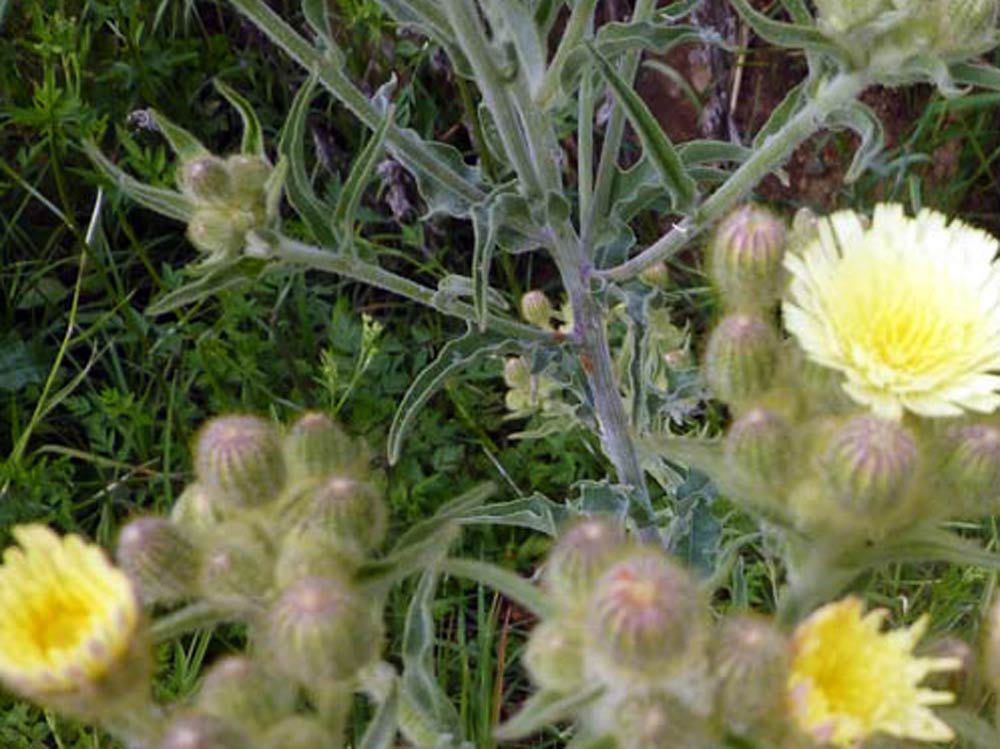 Andryala integrifolia / Lanutella comune