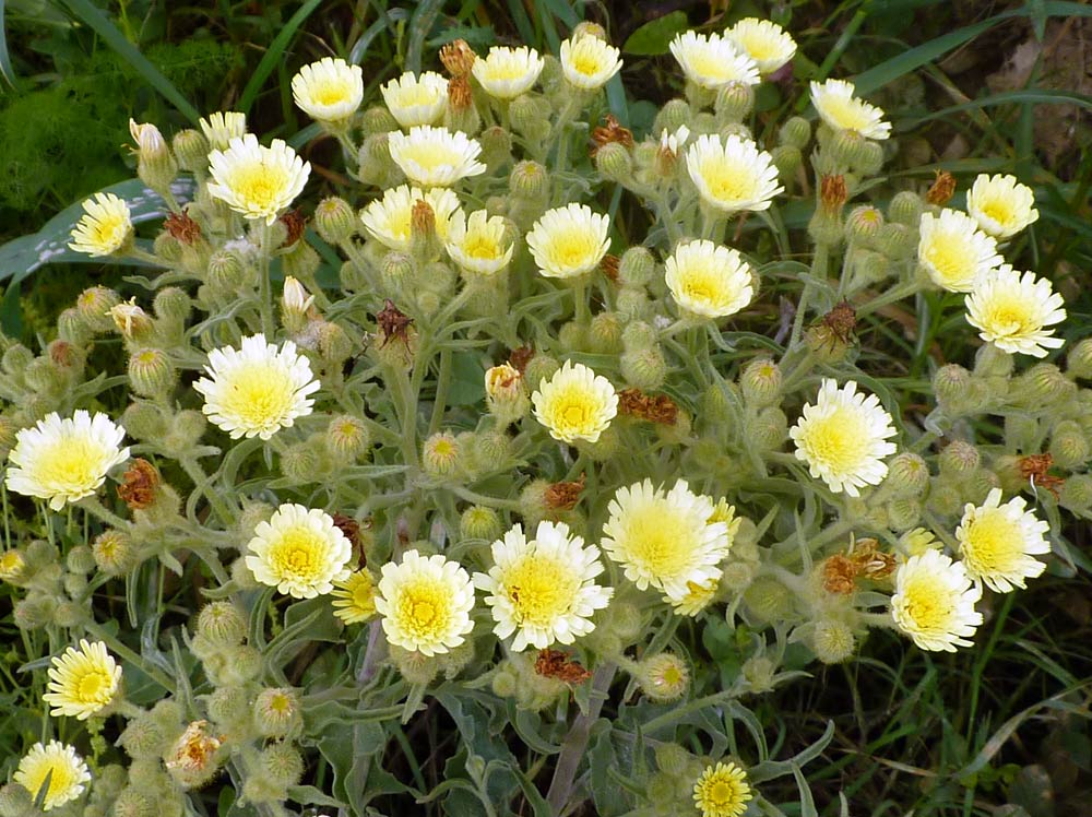 Andryala integrifolia / Lanutella comune