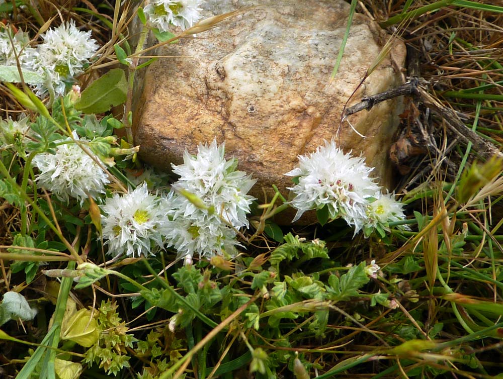 Paronychia argentea / Paronichia argentea