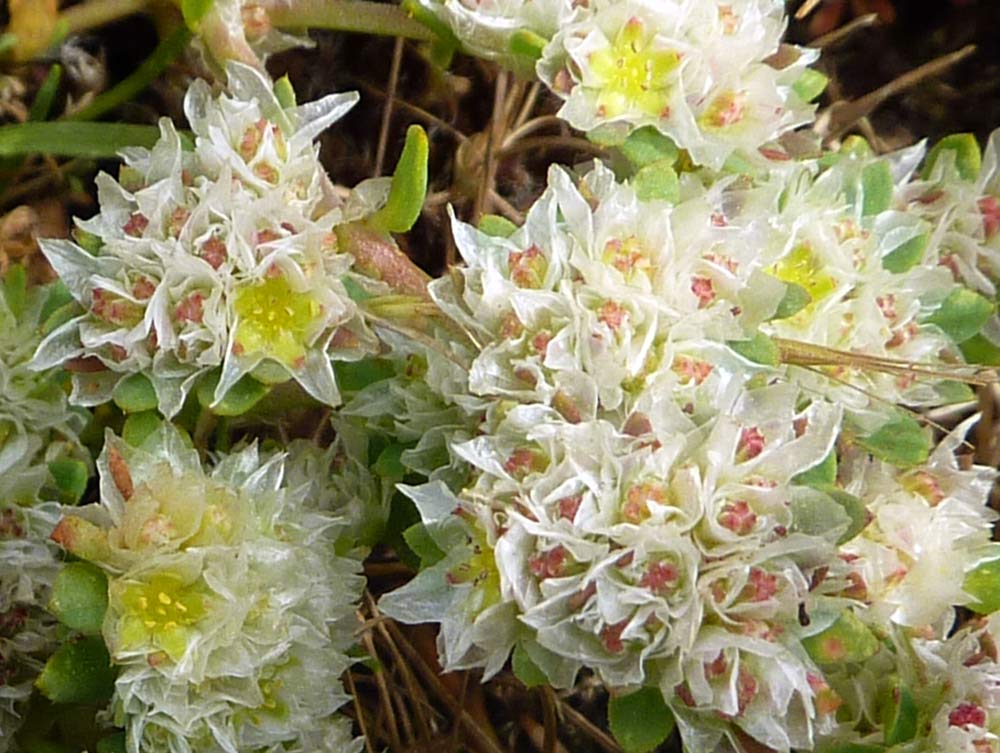 Paronychia argentea / Paronichia argentea